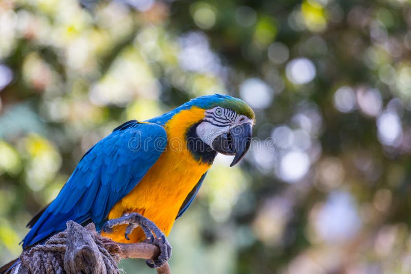 Blue Macaw Parrot stock photo. Image of parrot, perch 112437840