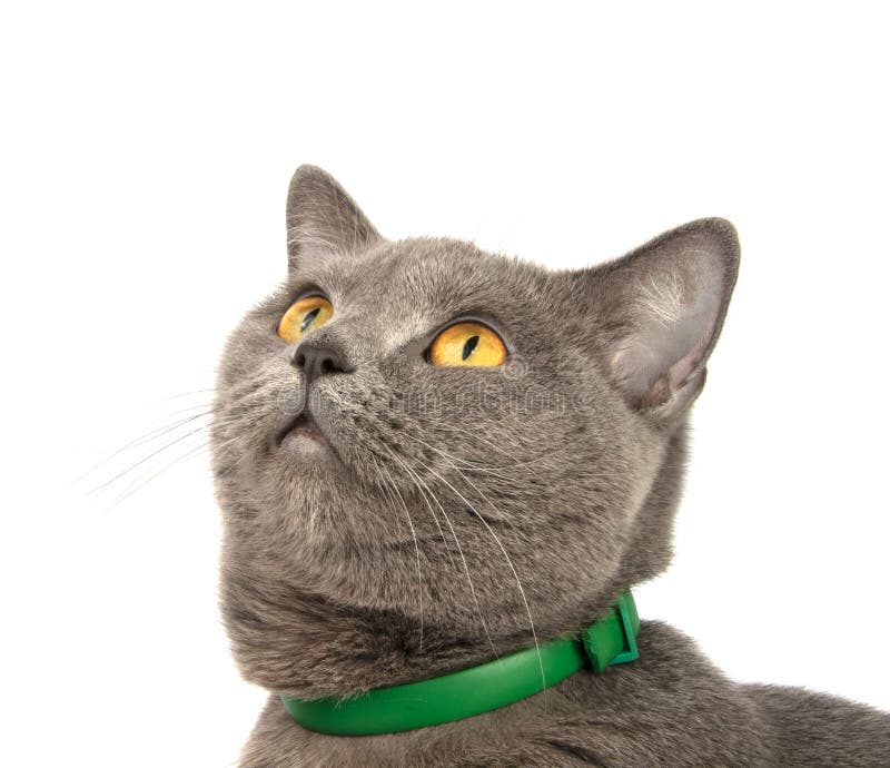 Beautiful blue gray british cat isolated on the white background young grey cute shorthair animal domestic feline happy pet fur face funny one looking eyes kitten purebred portrait studio expression sitting yellow smiling closeup adorable little shot rest paw resting fluffy lie pedigree furry purr whiskers pedigreed noble blue-gray cats. White funny face stock images, royalty-free photos and pictures