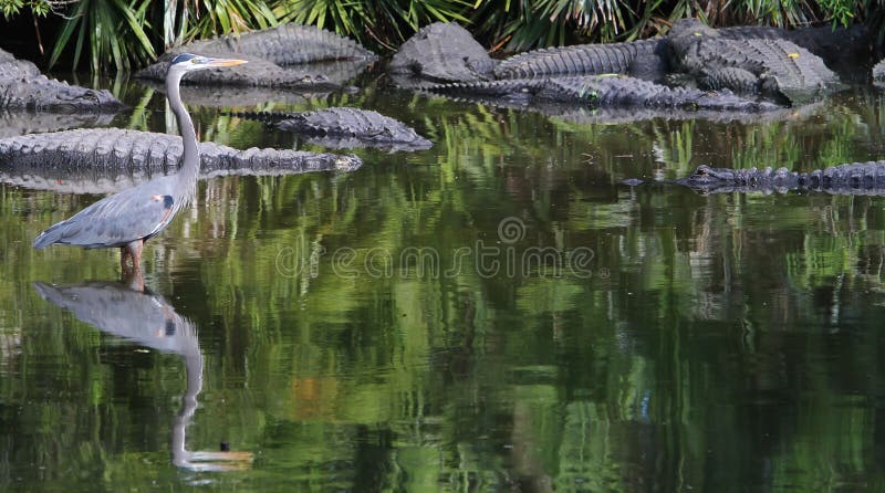 Blue Heron in Florida wading through the water by gators. Blue Heron in Florida wading through the water by gators