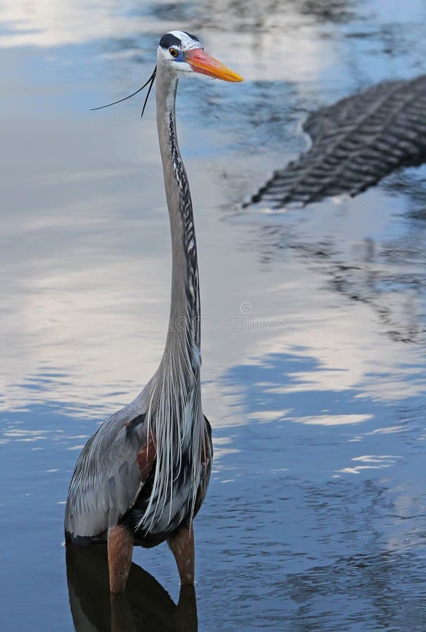 Blue Heron in Florida wading through the water by gators. Blue Heron in Florida wading through the water by gators