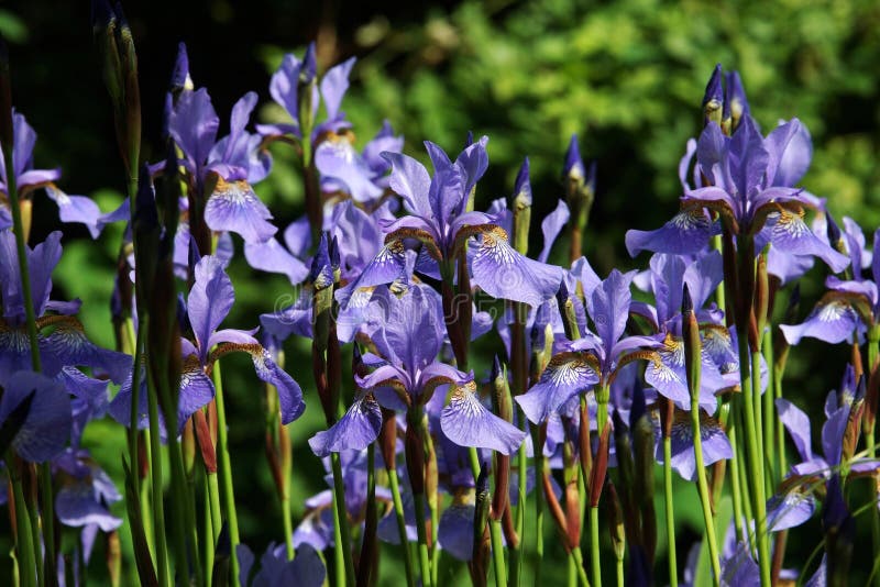 Blue Lilies on the Forest Floor of Aspens Stock Photo Image of lilies