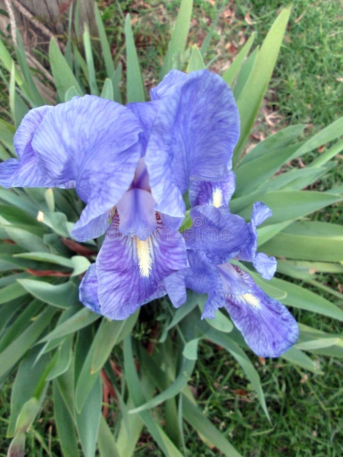 Beautiful Blue Lilies in the Spring Garden Stock Image Image of green