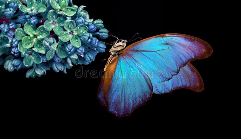 Beautiful blue morpho butterfly on a flower on a black background. lilac flower in dew drops isolated on black. lilac and butterfl