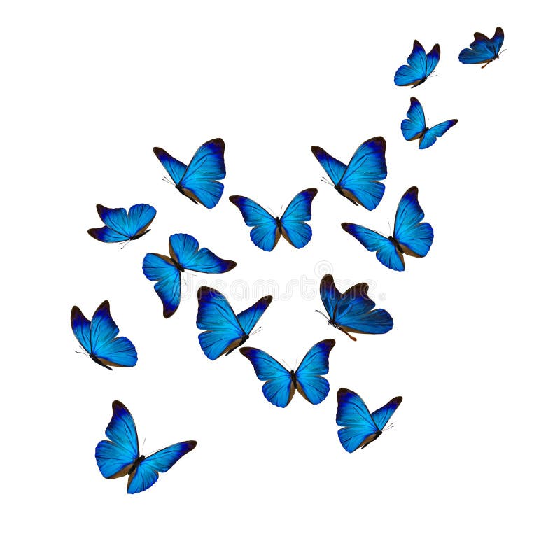 Blue Fake Butterfly Isolated Stock Photo - Download Image Now - Blue, Home  Decor, Horizontal - iStock