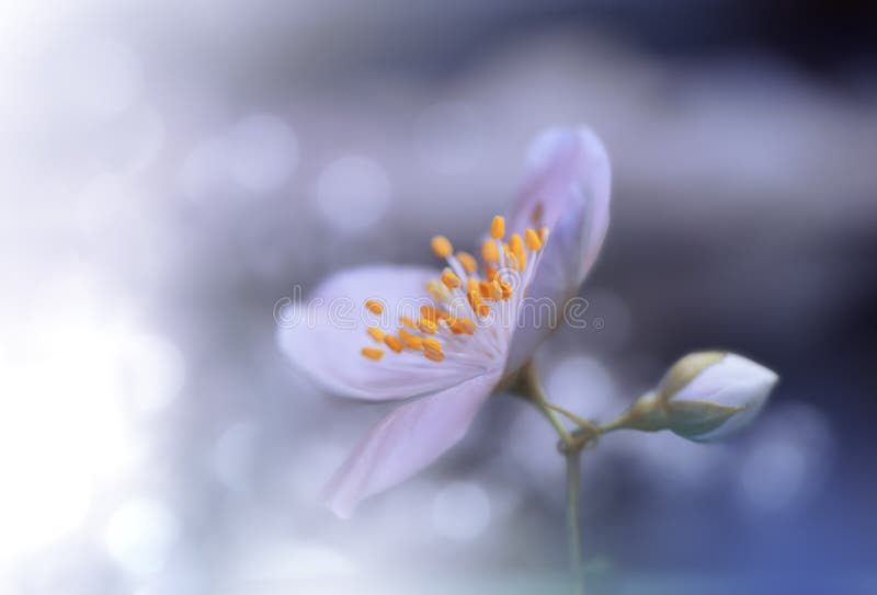 Beautiful Blue Nature Background.Abstract Artistic Wallpaper.Art Macro Photography.Creative Amazing Floral Photo.Jasmine Flower. stock photos Beautiful Blue Nature Background.Abstract Artistic Wallpaper.Art Macro Photography.Creative Amazing Floral Photo.Jasmine Flower. stock photos