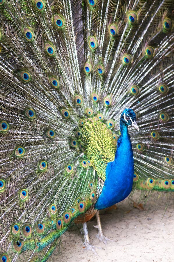 Beautiful Blue Peacock stock photo. Image of pavo, attraction 5563424