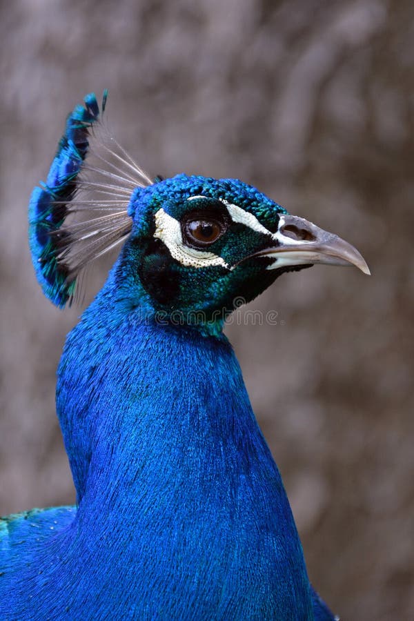 Beautiful blue peacock stock photo. Image of peacock 140432448
