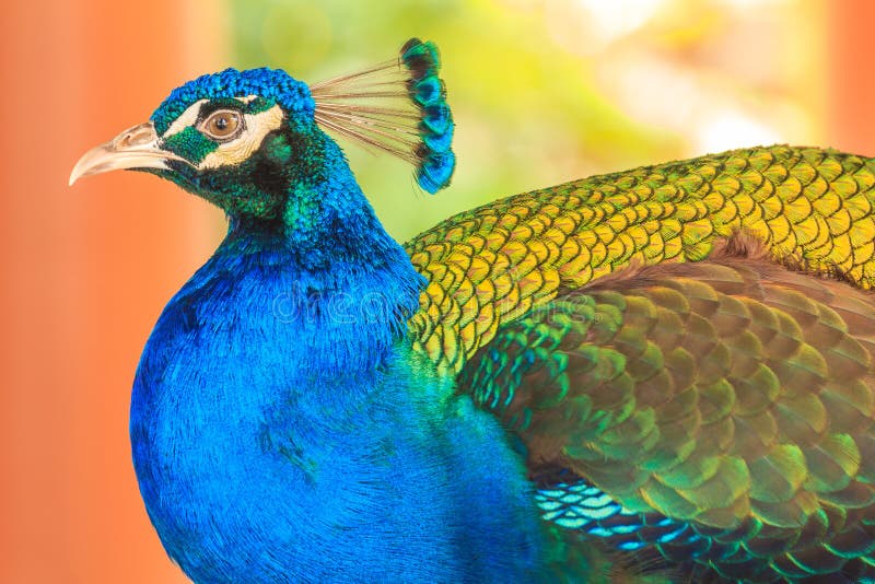 Beautiful blue peacock.