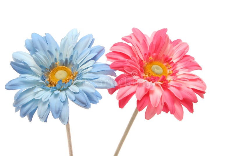 Beautiful Blue Gerbera Daisy Isolated on White Stock Photo Image of