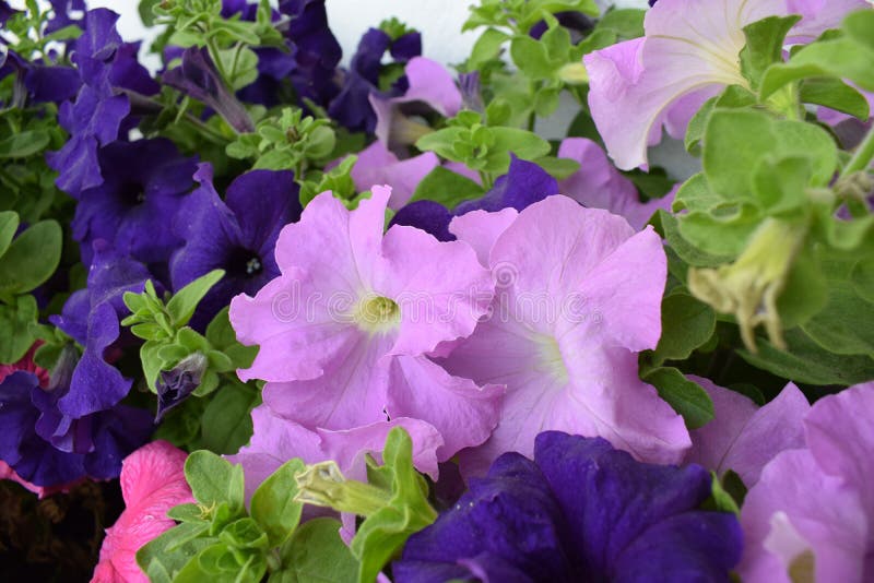 Beautiful Blue and Purple Flowers Stock Image Image of nature