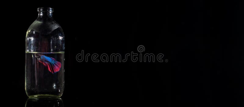 Beautiful Blue Red Betta Fish in Wine Glass Stock Image - Image of