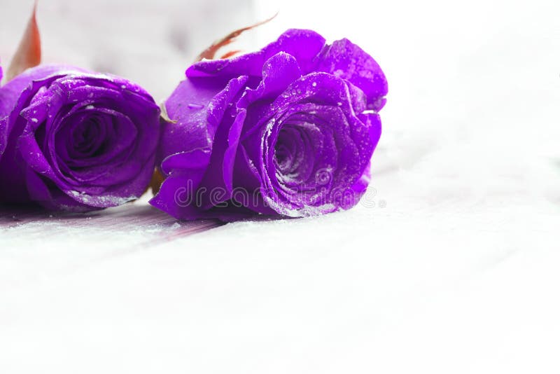 Beautiful blue roses stock image. Image of fragrant, closeup 98670821