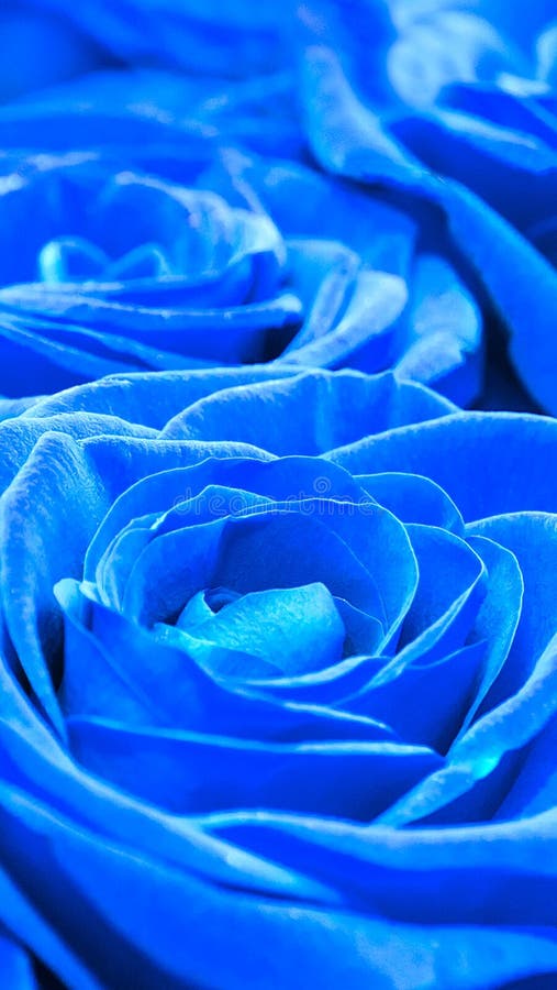 Beautiful Blue Roses, Close-up. Vertical Photo. Background for Your Mobile Display Stock Image - Image of collection, banner: 142486623 Beautiful Blue Roses, Close-up. Vertical Photo. Background for Your Mobile Display Stock Image - Image of collection, banner: 142486623