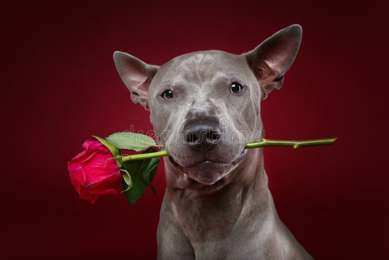 Dog holding rose in mouth