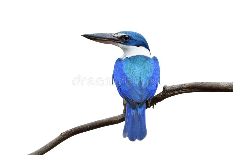 Krásny modrý a tyrkysový vták hřadování na tenký vetva zobrazené jeho pokuta perie izolované na bielom pozadí, rybárik.