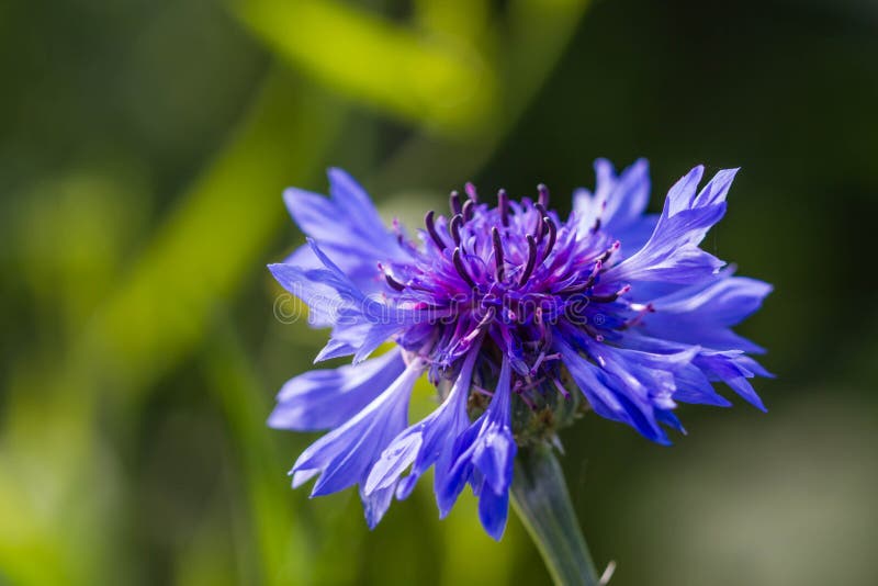 Beautiful Blue Winter Flowers on Nature Stock Photo Image of blue