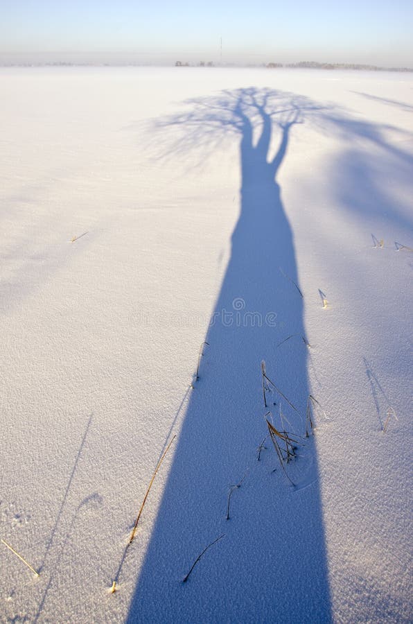 Beautiful blue winter tree shadow on snow