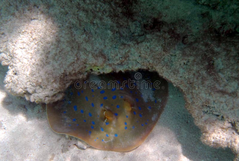 Beautiful bluespotted ribbontail ray hidding under coral rock in Red Sea