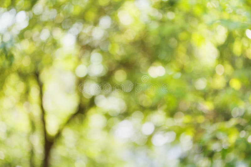 Beautiful bokeh background of defocused tree. Natural blurred backdrop of green leaves. Summer or spring season.