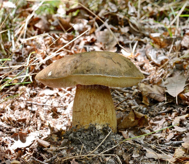 Forest boletus mushrooms on the ground. stock images Forest boletus mushrooms on the ground. stock images