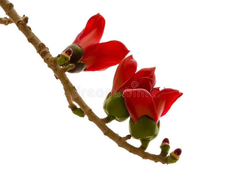 The beautiful Bombax Ceiba flower