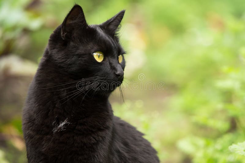 Beautiful bombay black cat portrait in profile with yellow eyes and attentive look close-up with copyspace