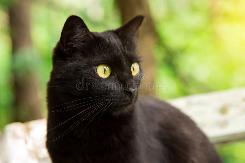 Beautiful bombay black cat portrait in profile with yellow eyes, copy space