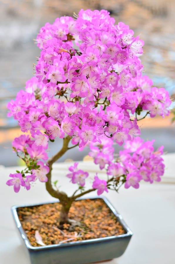 Beautiful Bonsai Flower Plant Stock Image Image of chinese, plant