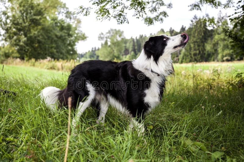 Beautiful Border Collie