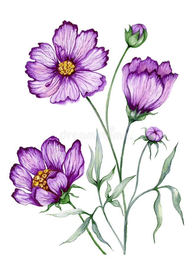 Beautiful botanic illustration purple cosmos flower on stem with leaves. Flowers isolated on white background. Watercolor