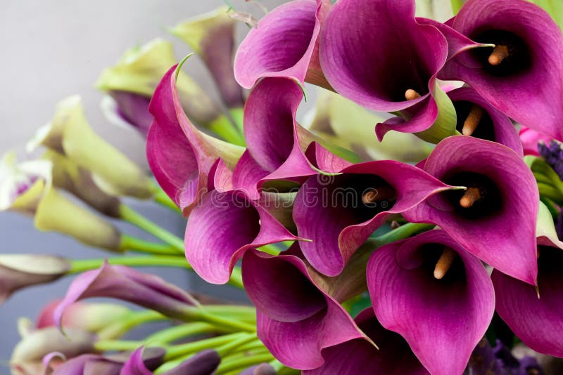 Beautiful bouquet of calla lilies.