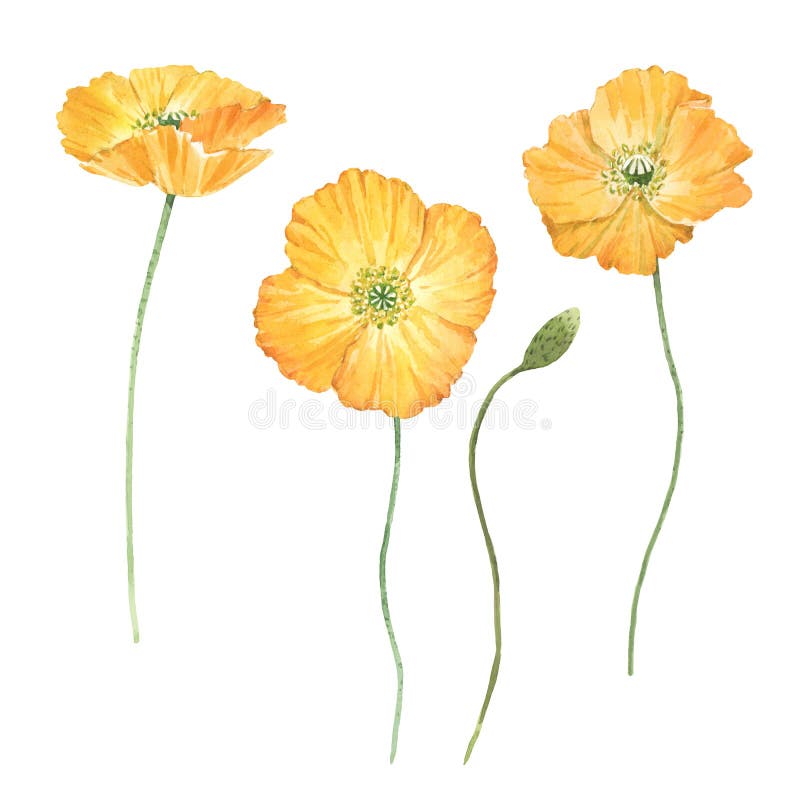 Beautiful Bouquet Composition with Watercolor Yellow Poppy Flowers ...