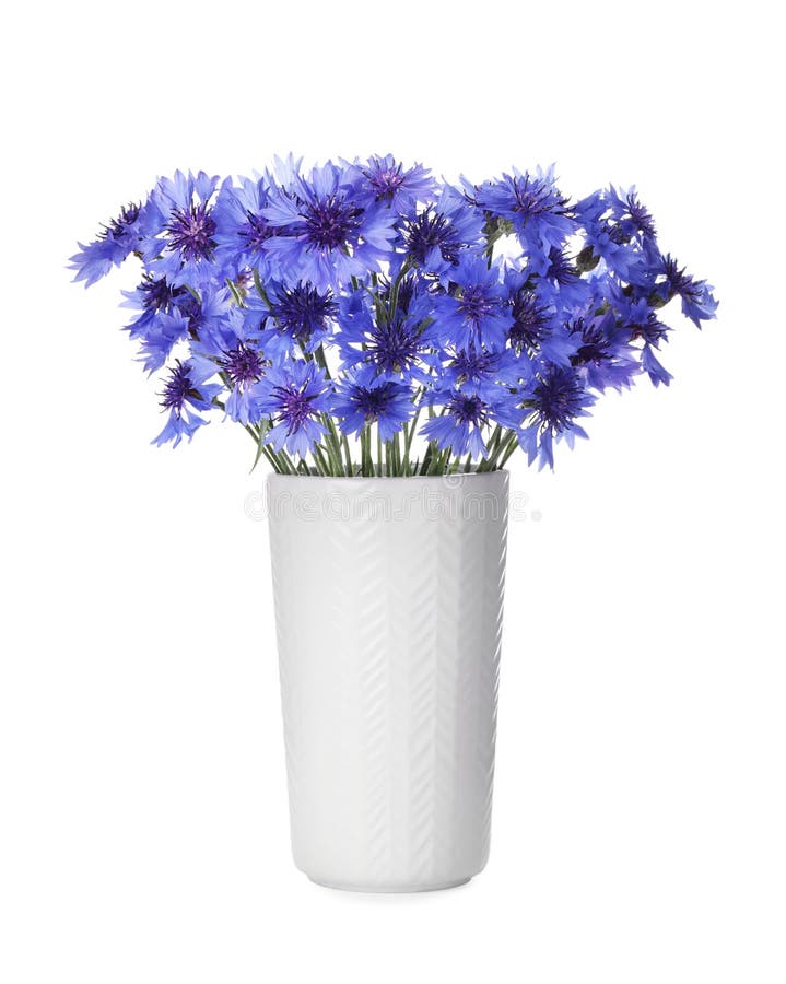 Beautiful Bouquet of Cornflowers in Vase Isolated on White Stock Image ...