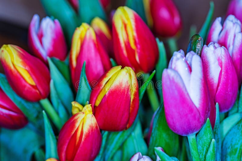 Beautiful Bouquet of Different Flowers. Stock Image Image of gift