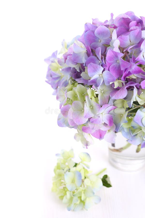 Beautiful bouquet of hydrangeas