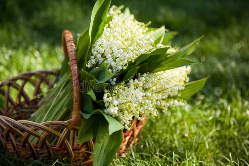 Beautiful Bouquet of Lily of the Valley in the Basket Stock Image Image of blossom, garden