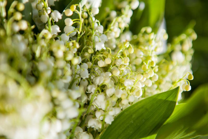 Beautiful Bouquet of Lily of the Valley in the Basket Stock Image