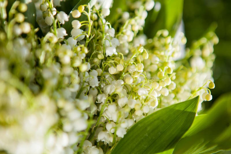 Beautiful Bouquet of Lily of the Valley in the Basket Stock Image ...