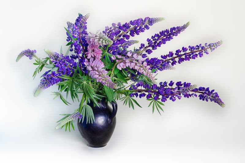 Beautiful bouquet of lupines in a vase with water isolated on white background