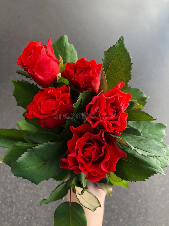 Beautiful Bouquet of Red Roses in Hand Stock Photo Image of hand