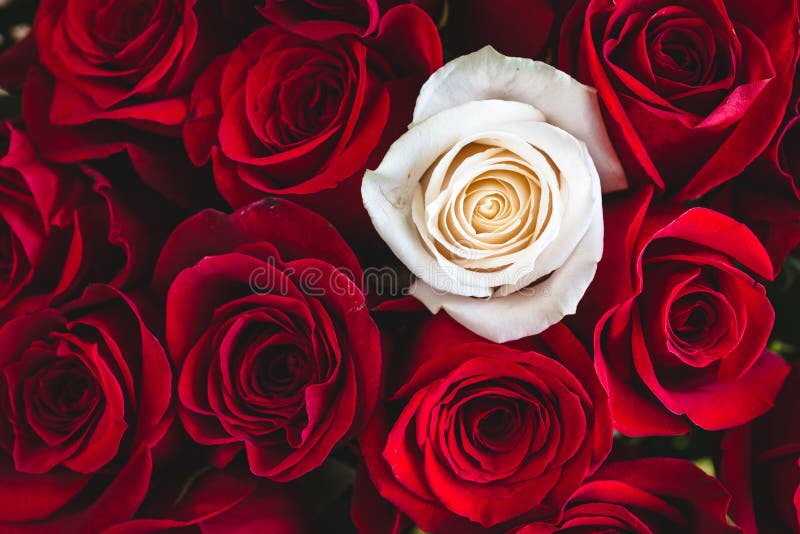 Bouquet of Red Roses with One White Rose in between Stock Image - Image of  engaged, fragility: 127135549