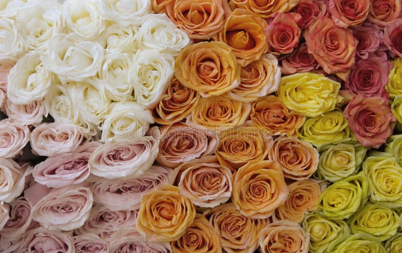 Beautiful bouquet of roses