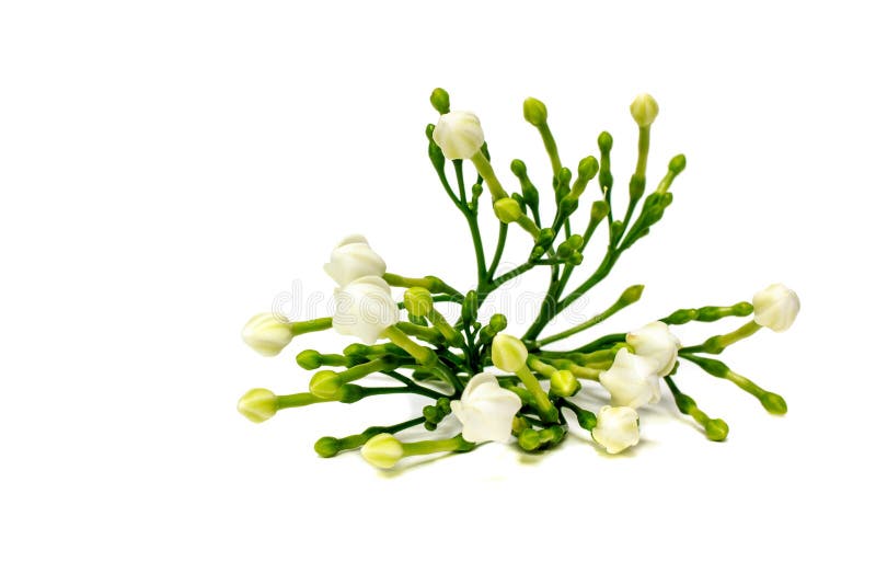 Beautiful bouquet of white budding Gardenia jasminoides flower.