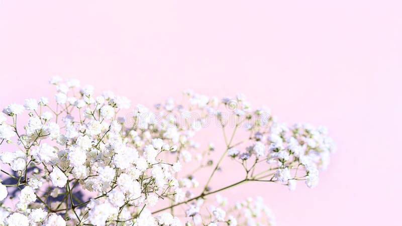 Bó hoa trắng (White bouquet): Không có sắc màu nào có thể tượng trưng cho sự thanh lịch và tinh khiết như màu trắng. Với những đóa hoa trắng nhuốm màu sắc của sự yêu thương và trân trọng, bạn sẽ cảm nhận được không khí nhẹ nhàng và sâu lắng tràn ngập.