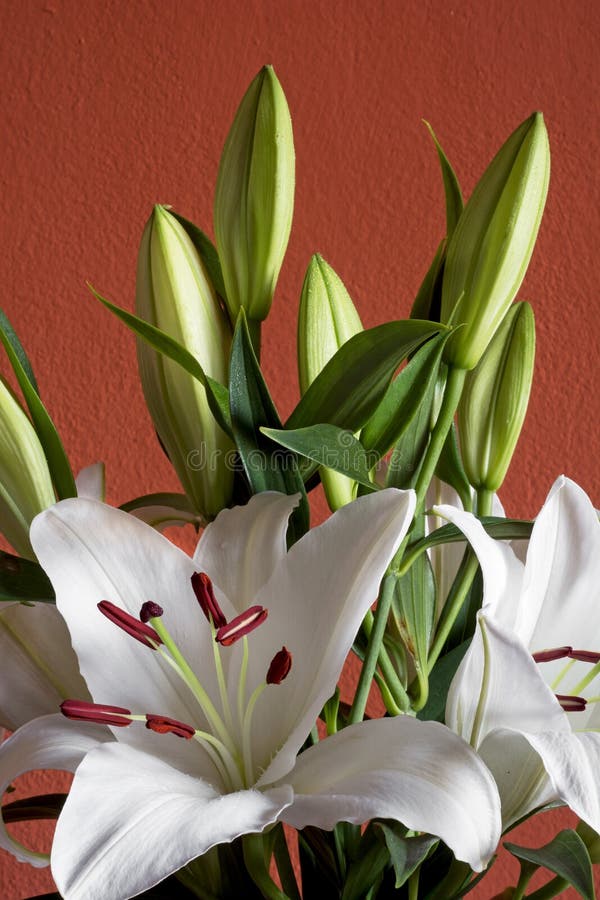 Beautiful Bouquet of White Lilies Stock Photo Image of indoor, lilies 34669492