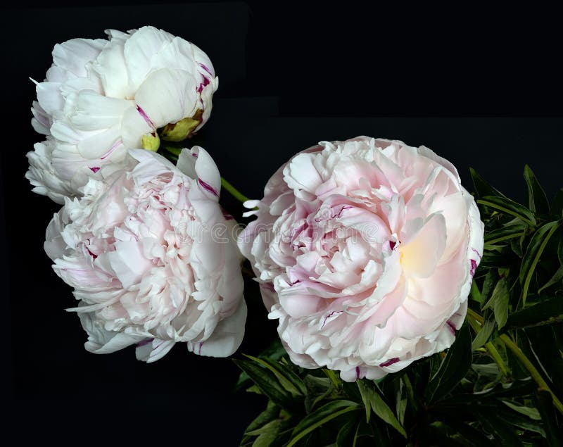 Beautiful bouquet of white-pink peonies on a black background is