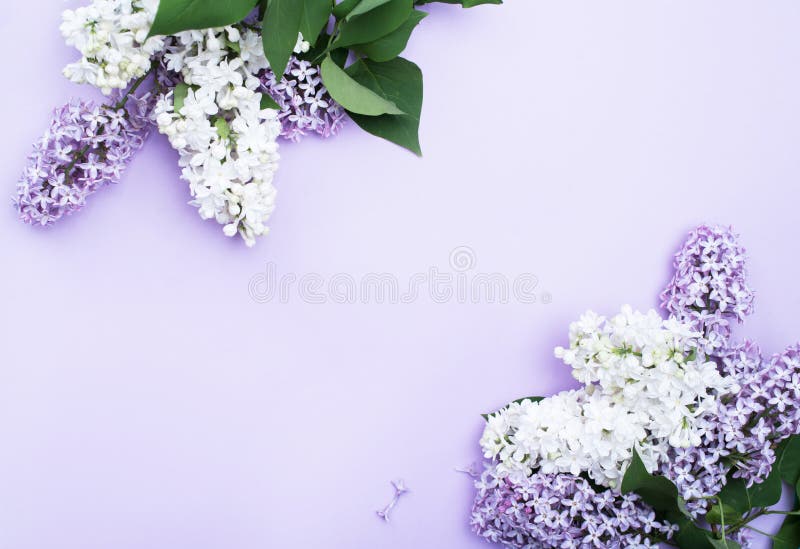 Beautiful bouquets of lilacs on a light background with a place for text