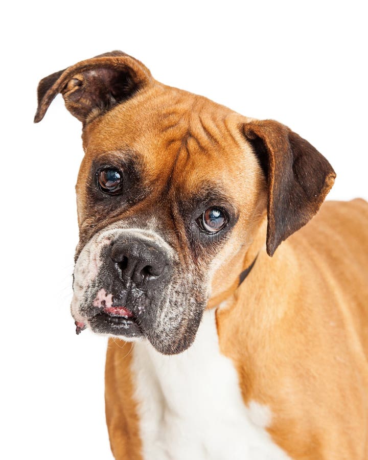 Beautiful Boxer Dog Closeup Portrait Stock Photo - Image of animal ...