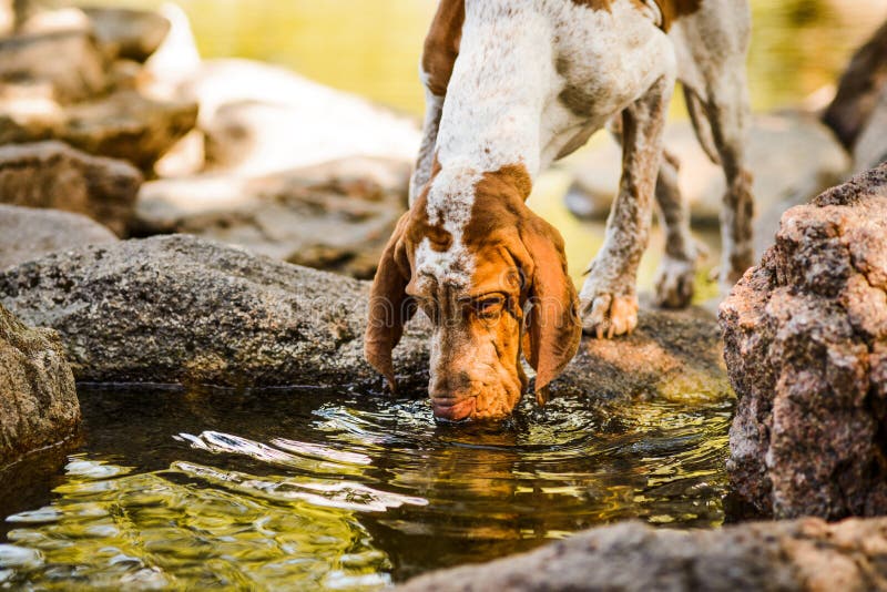 Beautiful Bracco Italiano pointer male drinking water in pond