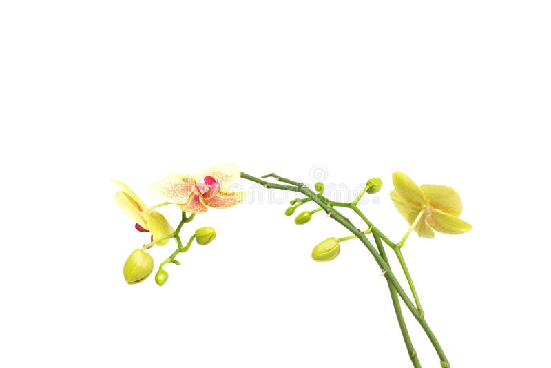 Beautiful branch with buds yellow orchid on a white background, isolate, botanical stock photo